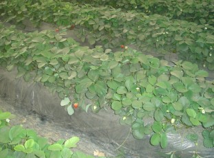 草莓生基地